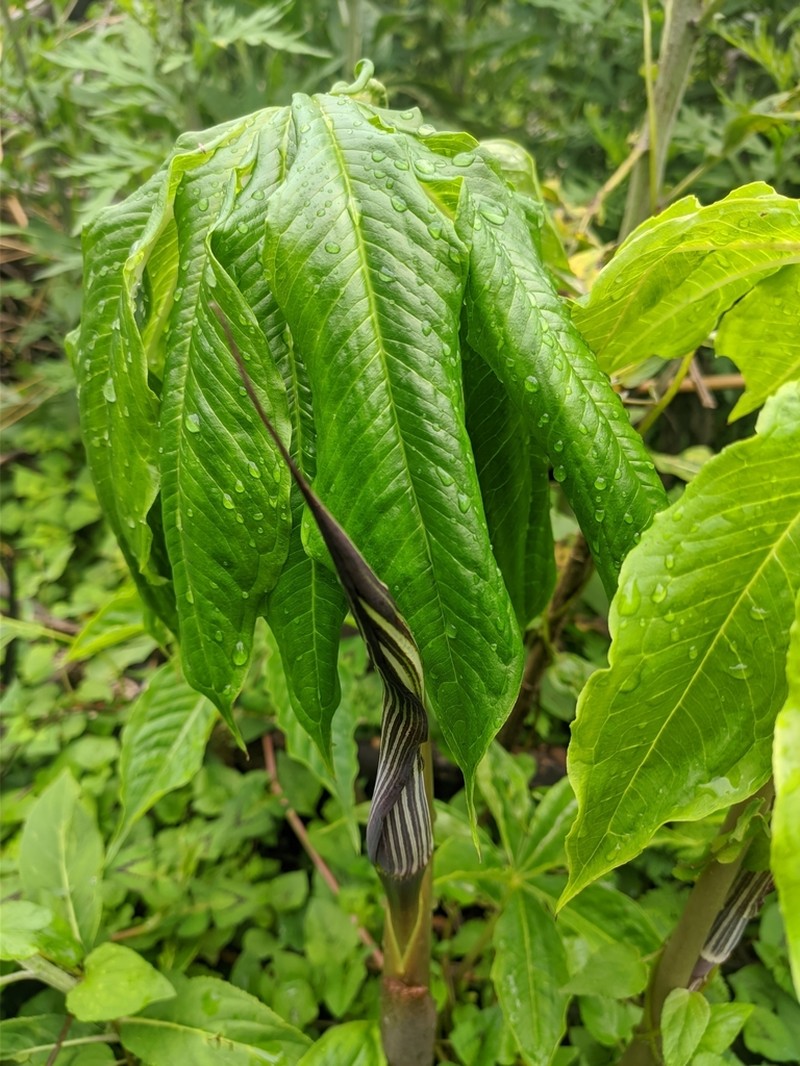 Arisaema exappendiculatum