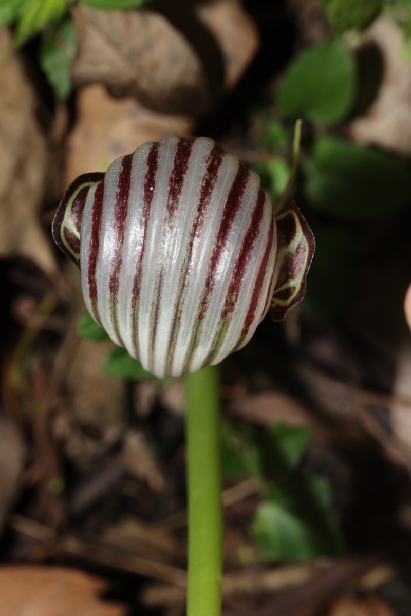 Arisaema fargesii