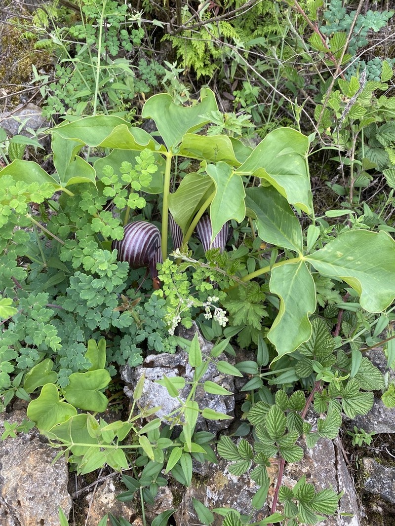 Arisaema fargesii photo 2