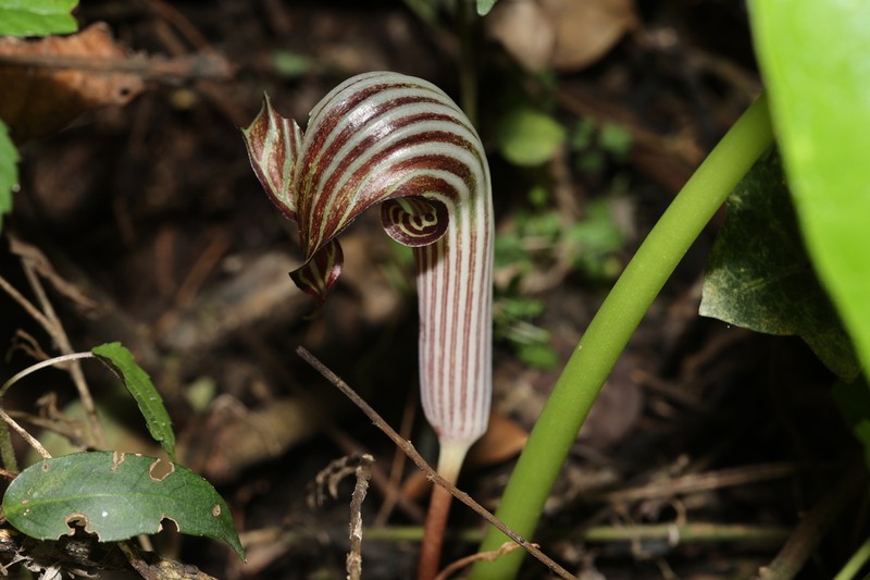 Arisaema fargesii photo 3