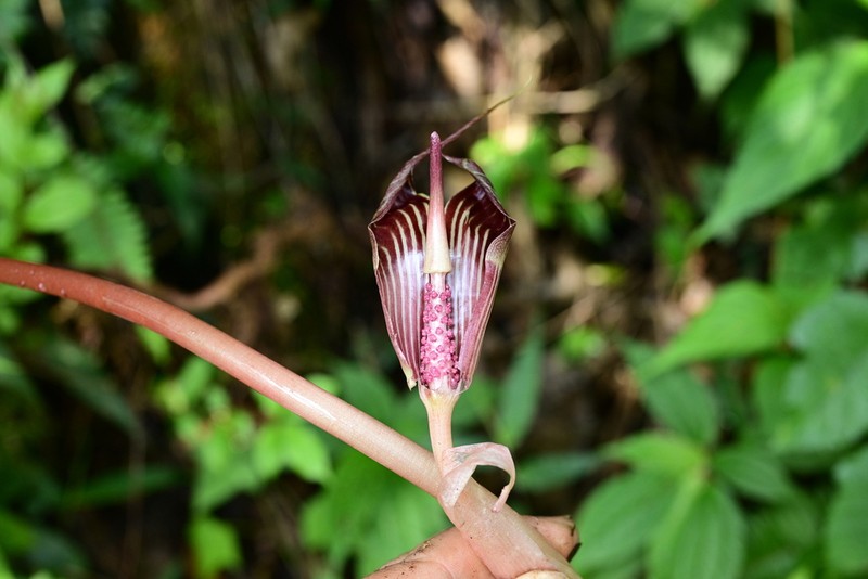 Arisaema fargesii photo 4