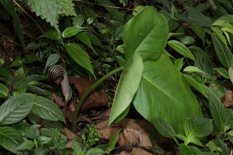 Arisaema fargesii photo 5