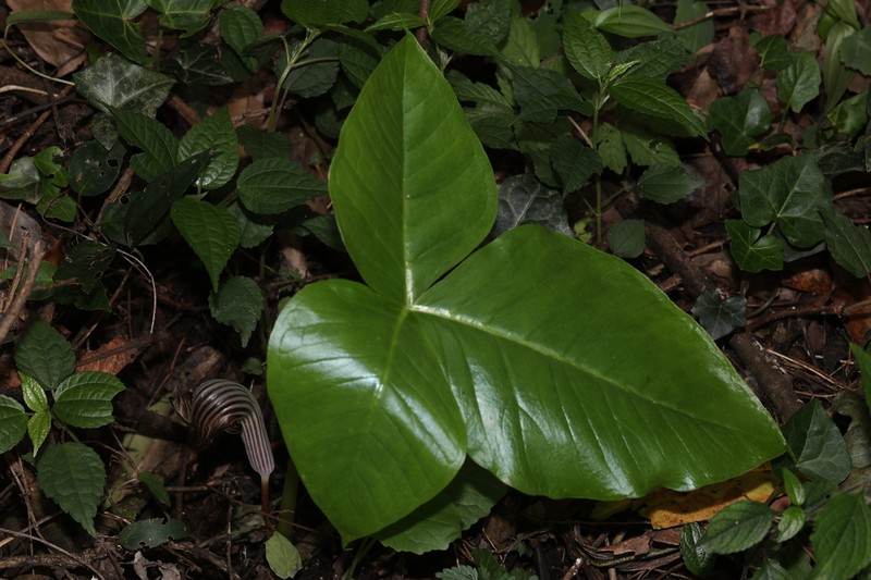 Arisaema fargesii photo 6