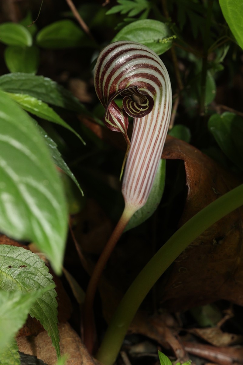 Arisaema fargesii photo 7