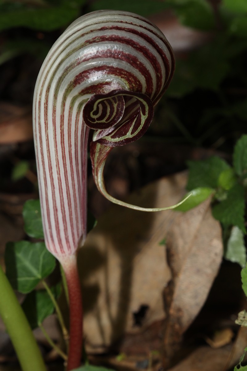 Arisaema fargesii photo 8