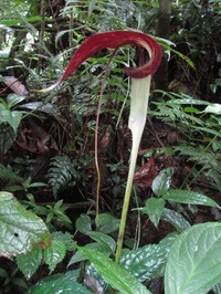 Arisaema filiforme