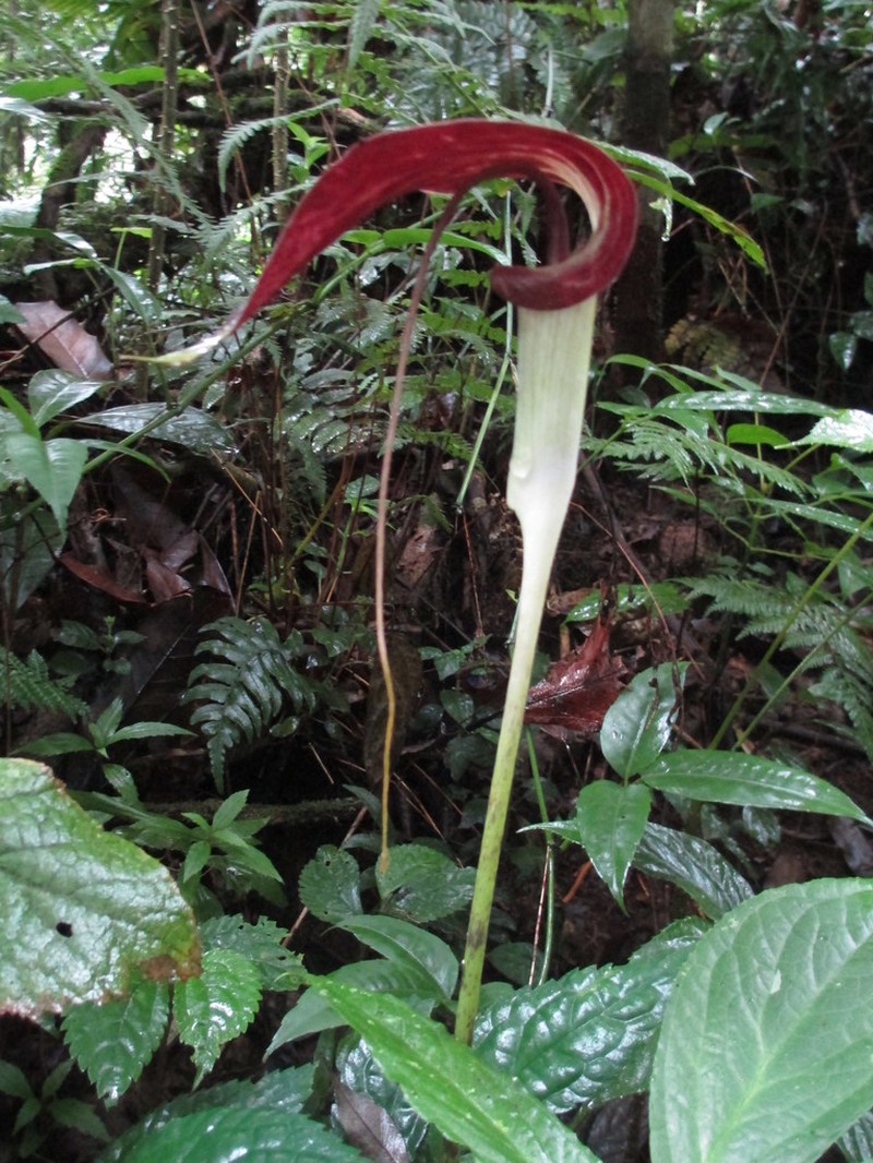 Arisaema filiforme