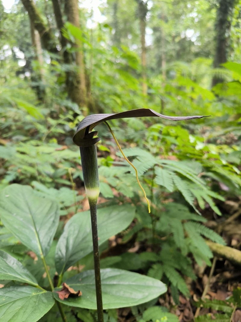 Arisaema filiforme photo 2