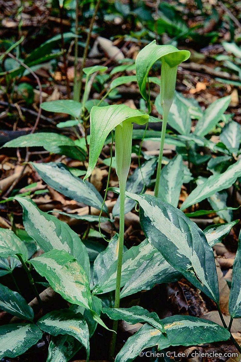 Arisaema filiforme photo 3