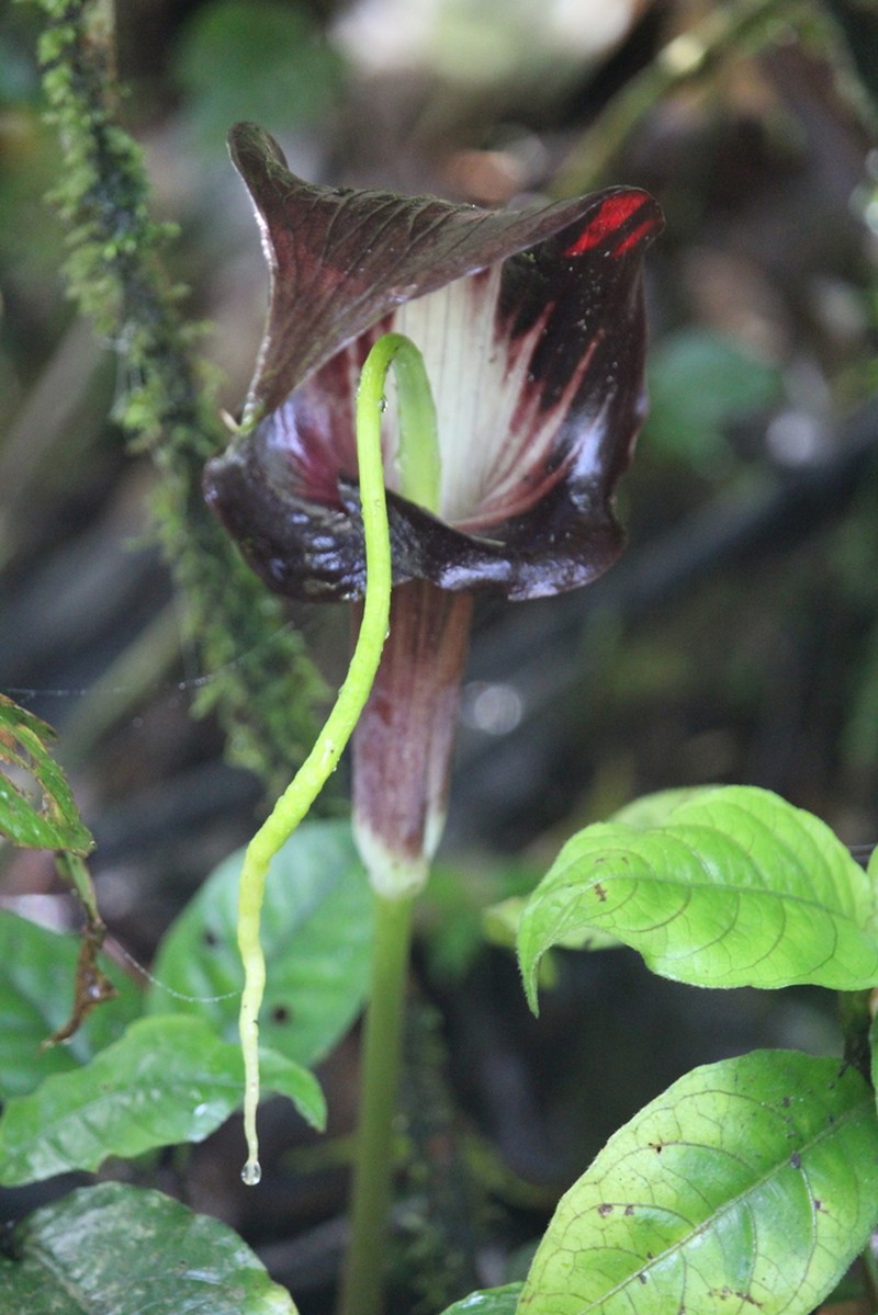 Arisaema filiforme photo 4