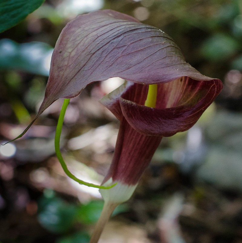 Arisaema filiforme photo 5