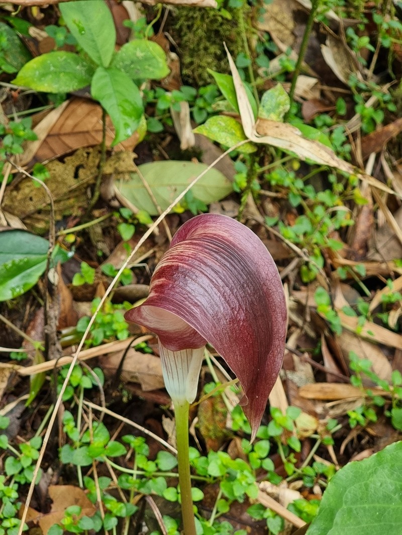Arisaema filiforme photo 6