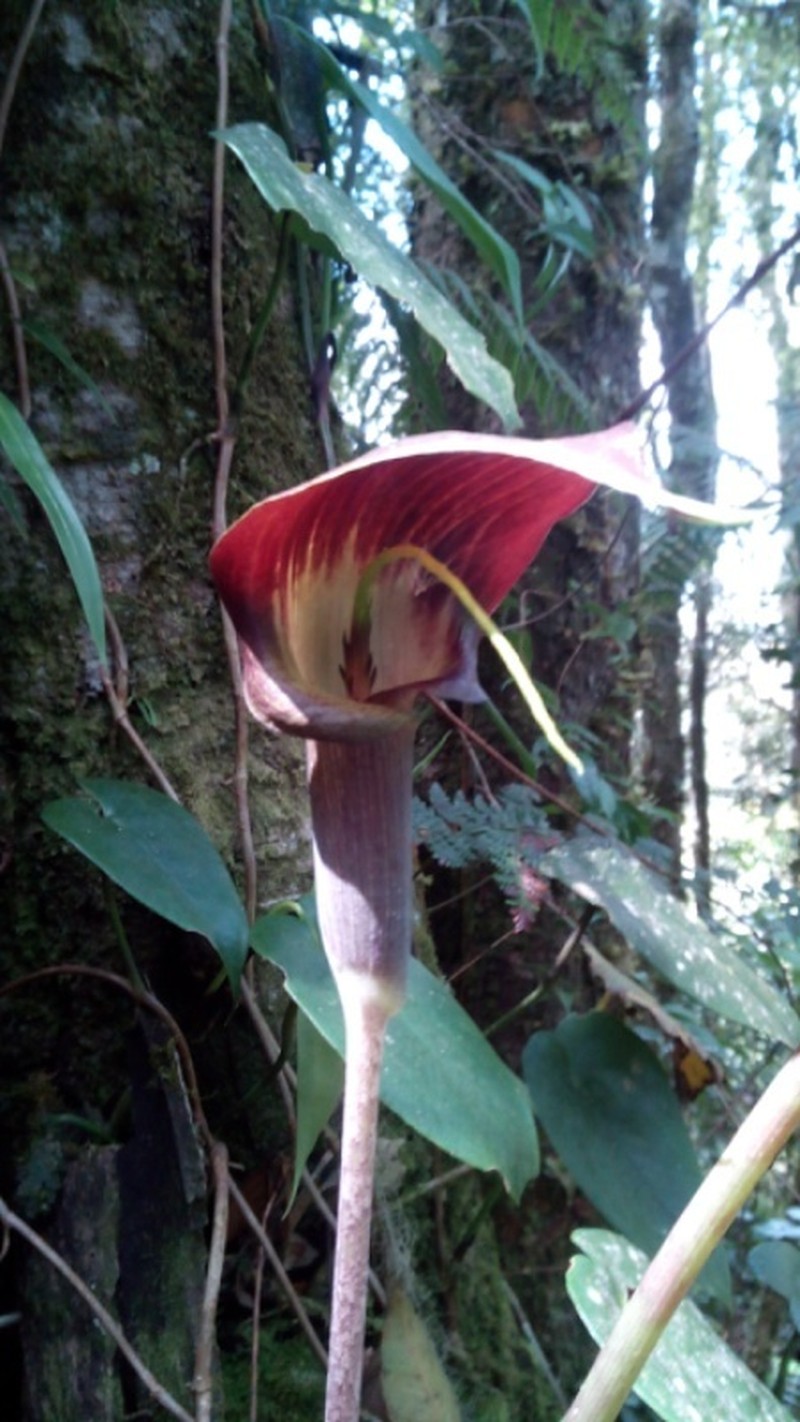 Arisaema filiforme photo 7