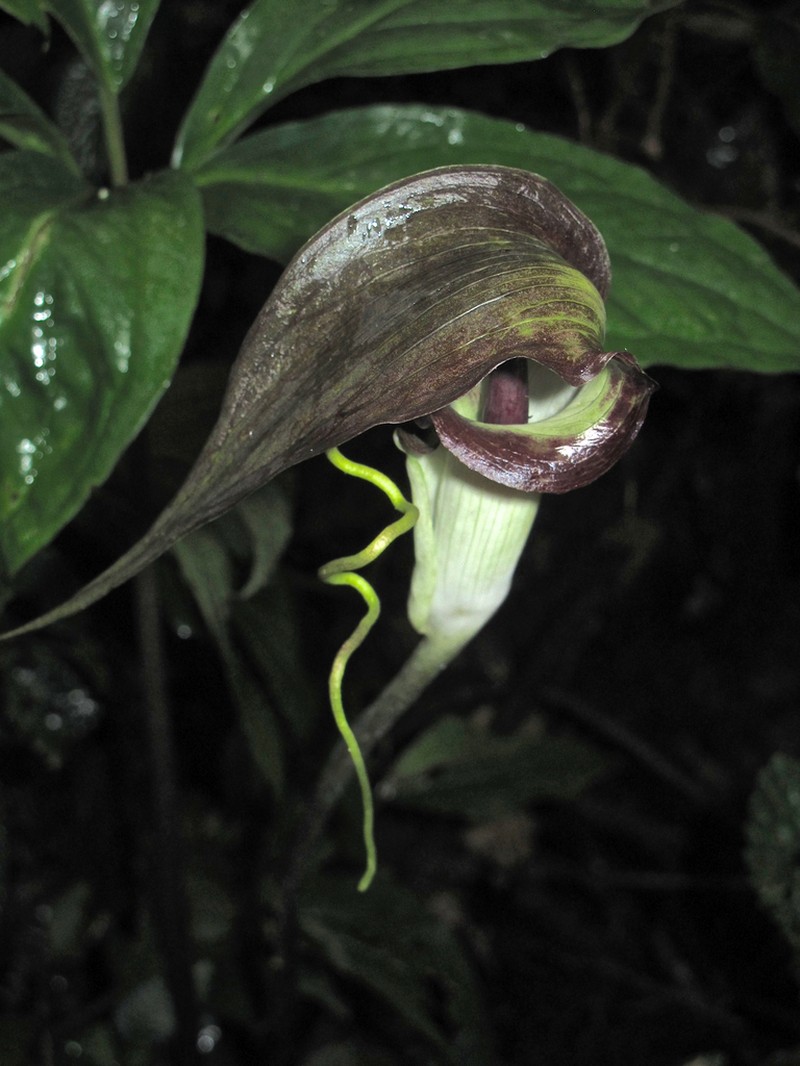 Arisaema filiforme photo 8