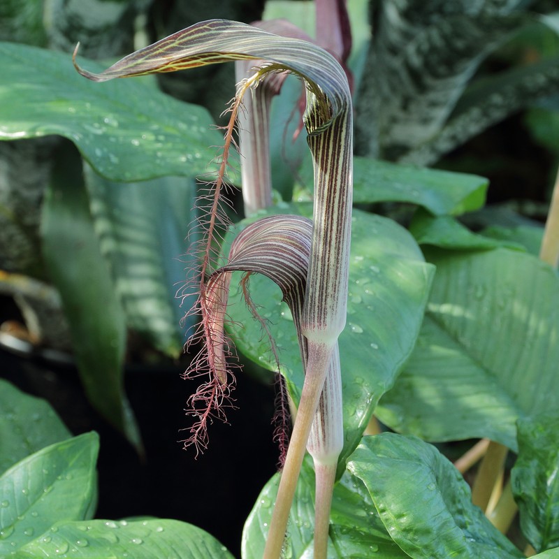Arisaema fimbriatum
