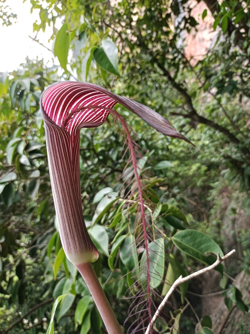 Arisaema fimbriatum photo 2