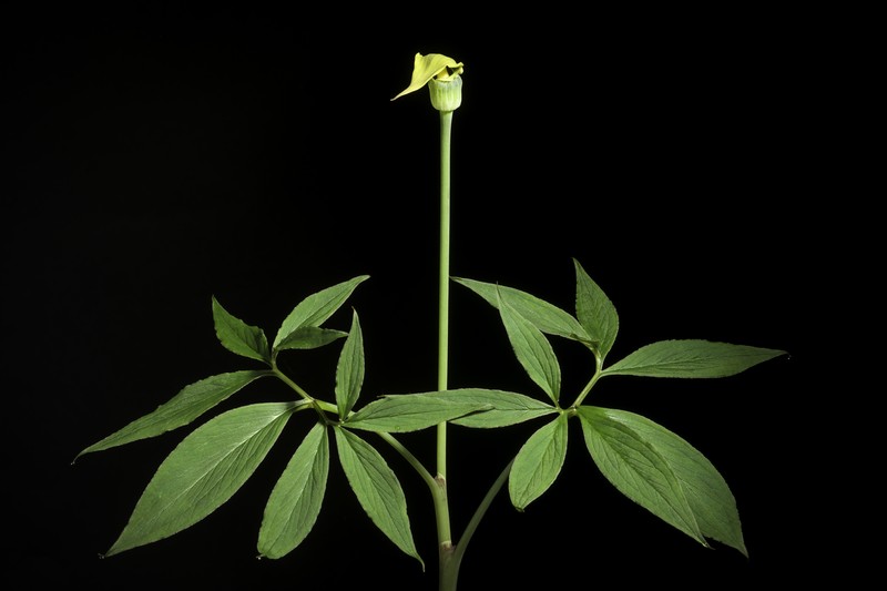 Arisaema flavum photo 2