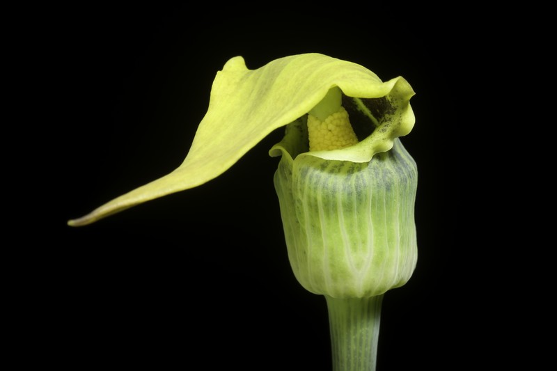 Arisaema flavum photo 4