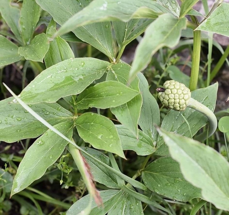 Arisaema flavum photo 5