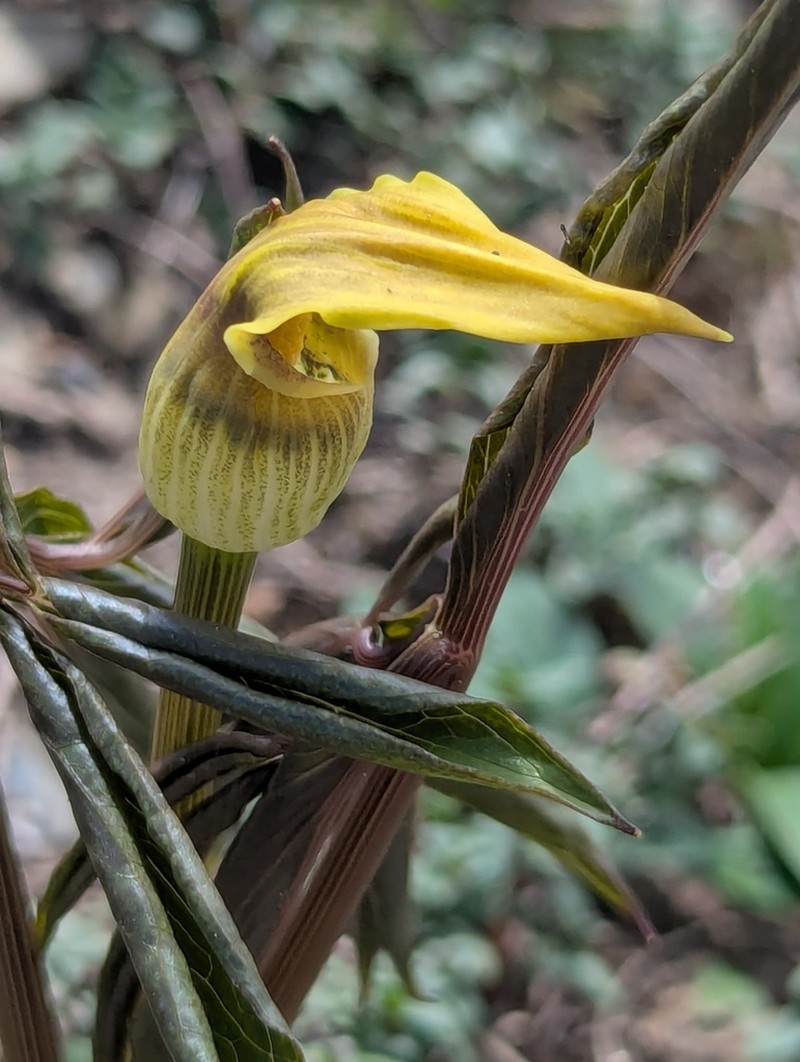Arisaema flavum photo 7