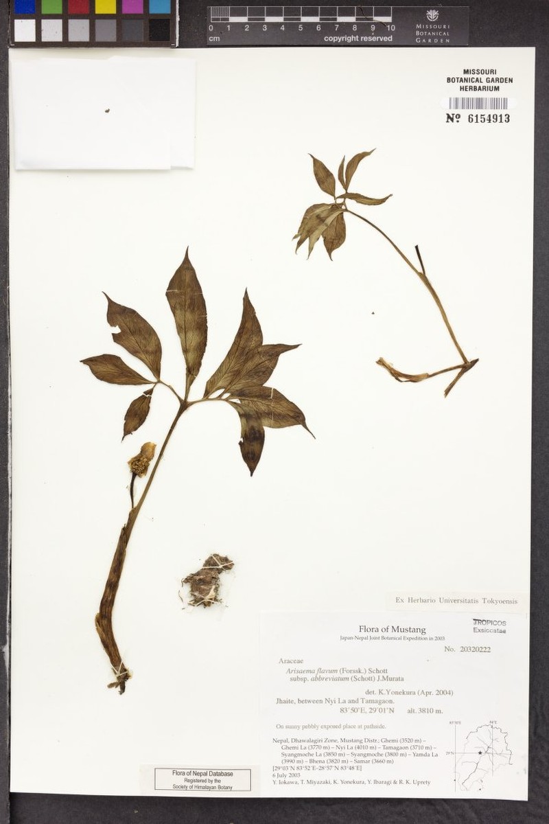 Arisaema flavum subsp. flavum