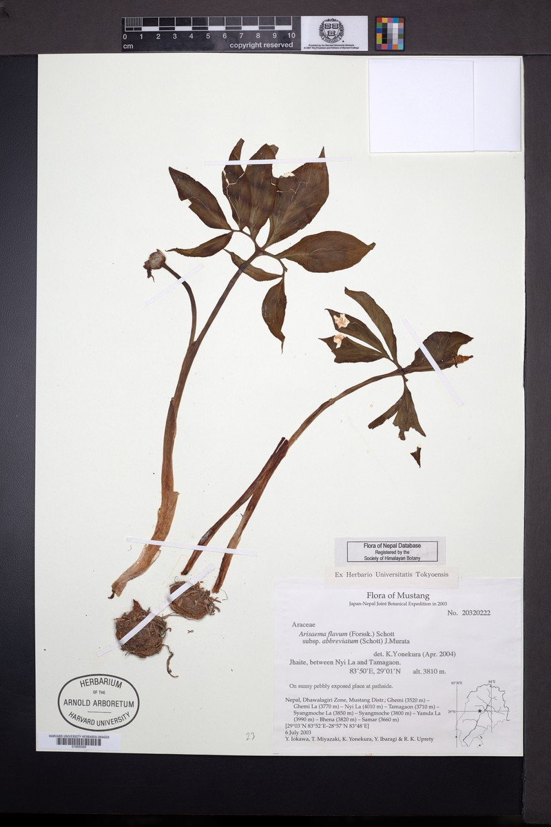 Arisaema flavum subsp. flavum photo 2