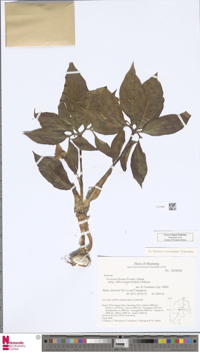 Arisaema flavum subsp. flavum photo 3