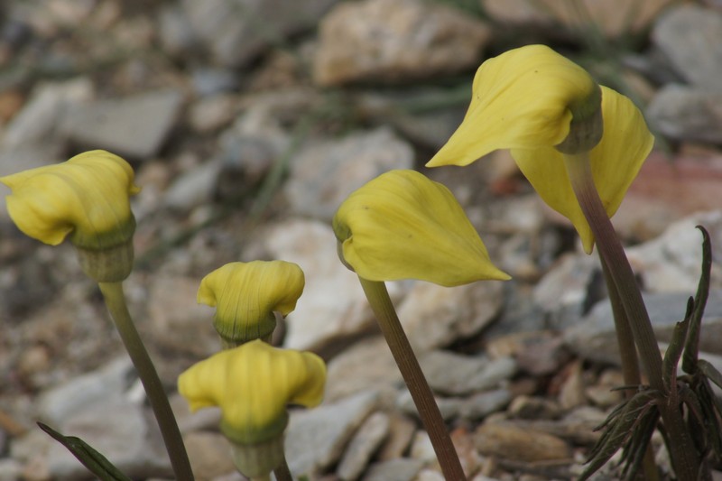 Arisaema flavum subsp. tibeticum