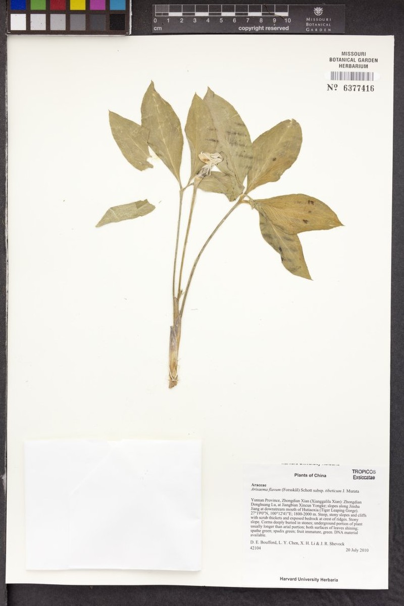 Arisaema flavum subsp. tibeticum photo 2