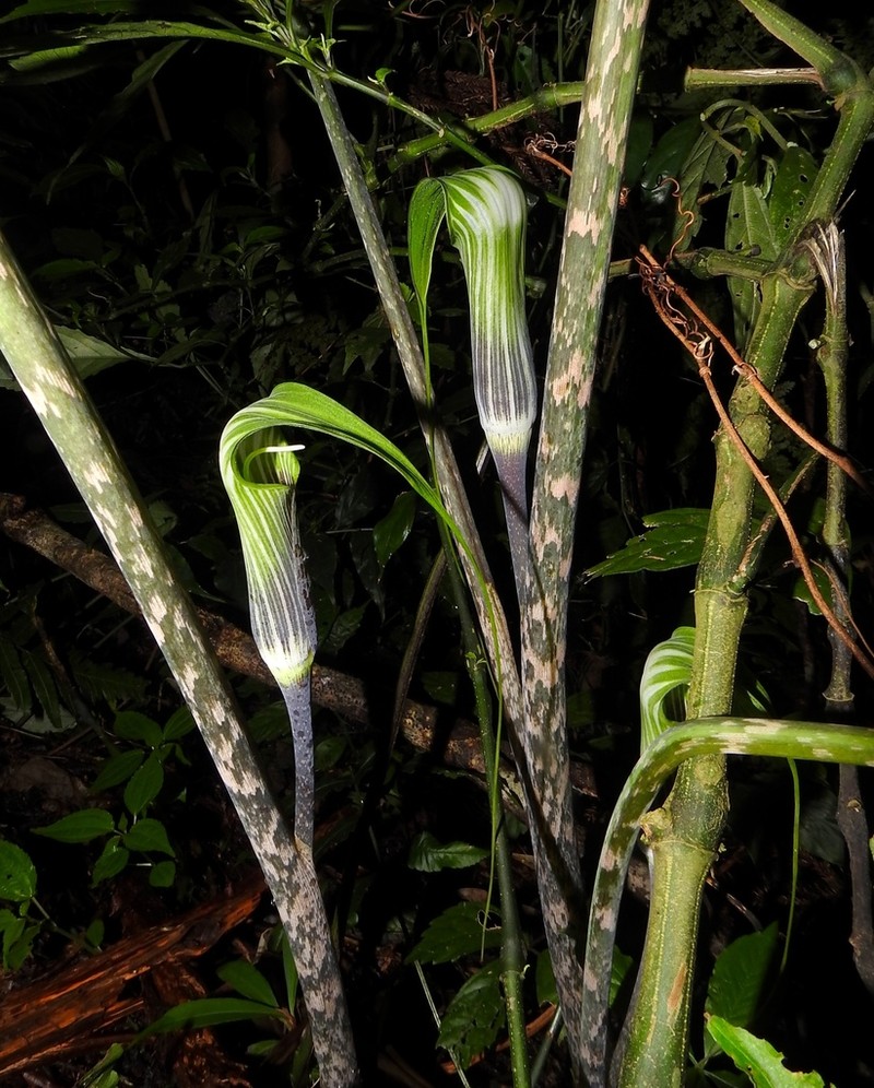 Arisaema formosanum
