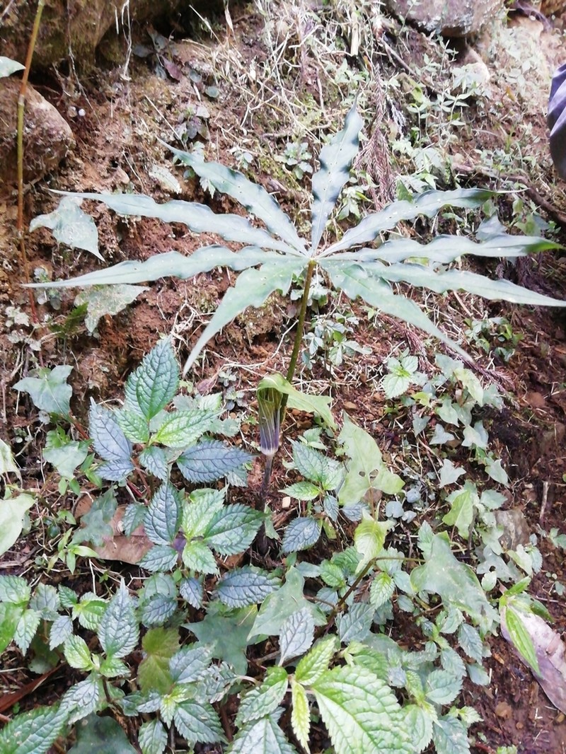 Arisaema formosanum photo 2