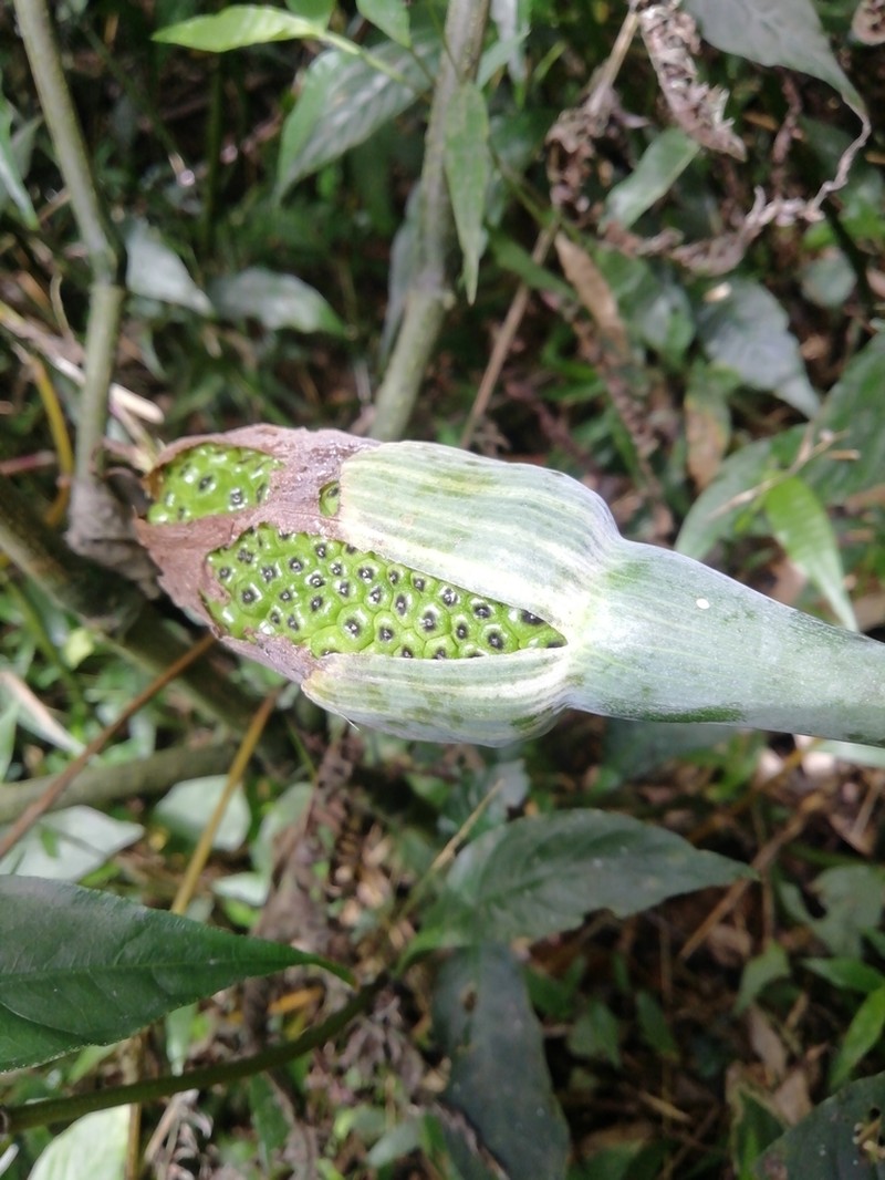 Arisaema formosanum photo 3