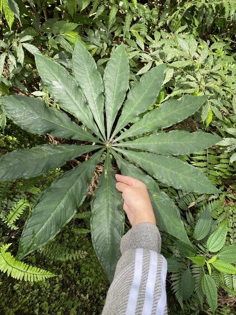 Arisaema formosanum photo 4