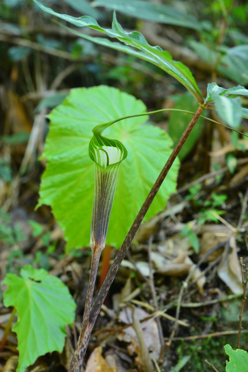Arisaema formosanum photo 6