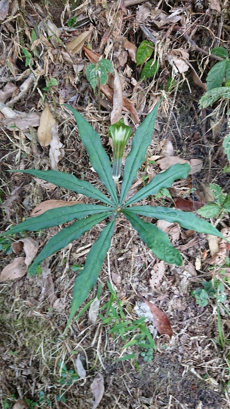 Arisaema formosanum photo 8
