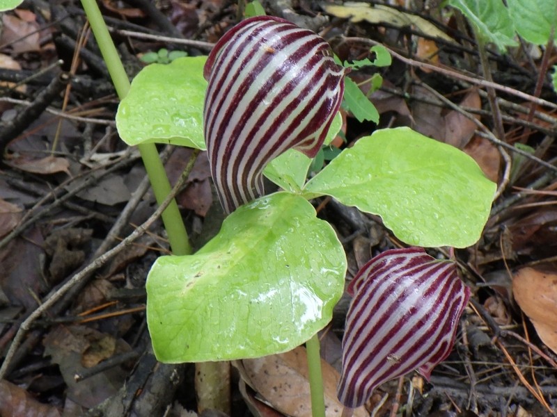 Arisaema franchetianum