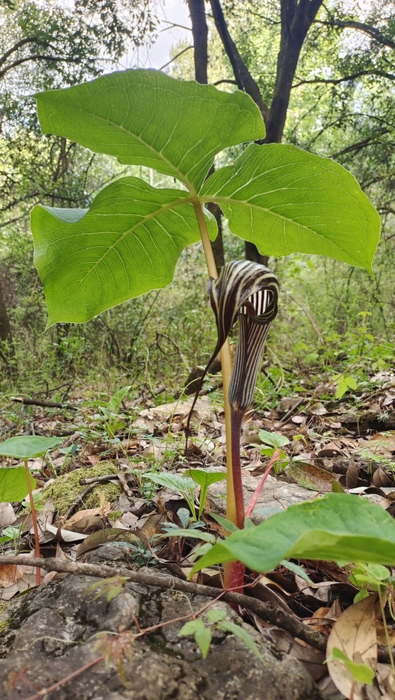 Arisaema franchetianum photo 2