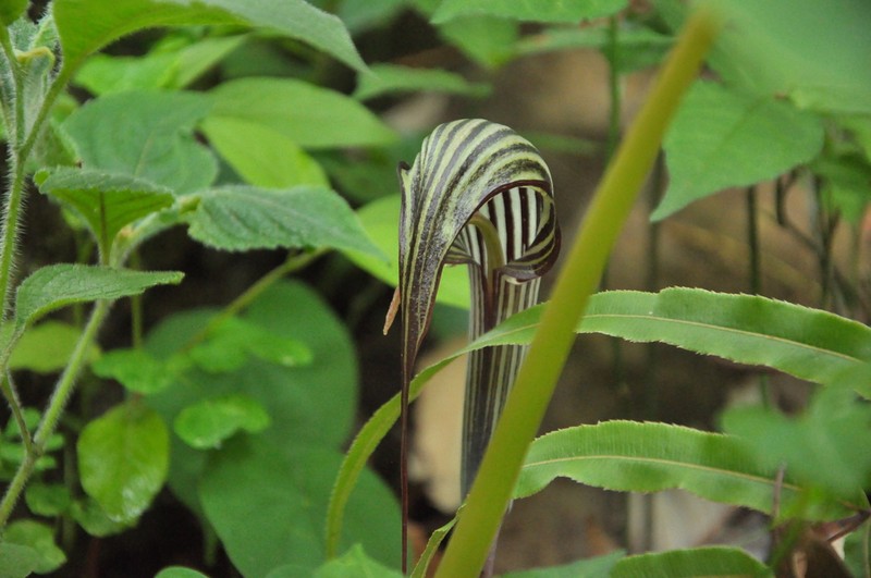 Arisaema franchetianum photo 3