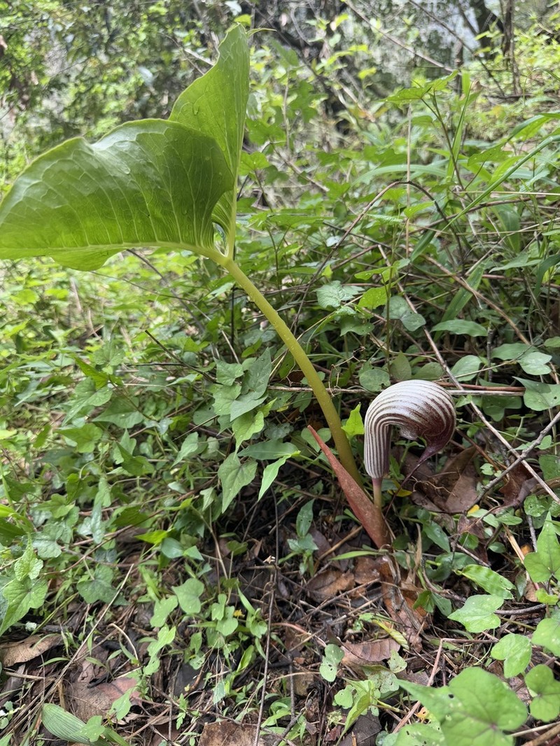 Arisaema franchetianum photo 4