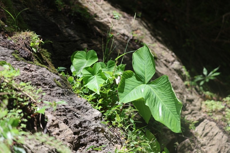 Arisaema franchetianum photo 5