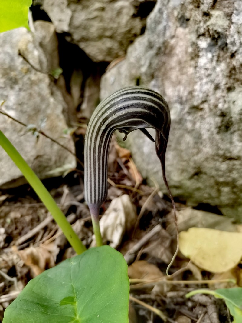 Arisaema franchetianum photo 6