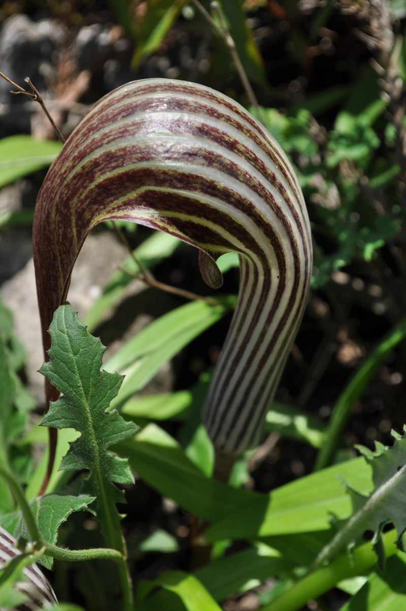 Arisaema franchetianum photo 7
