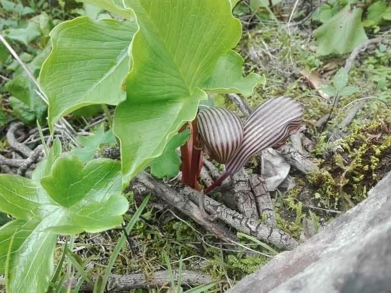 Arisaema franchetianum photo 8