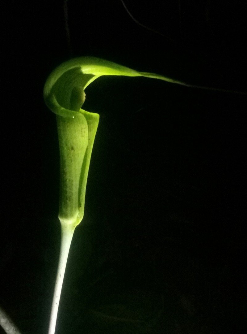 Arisaema fraternum