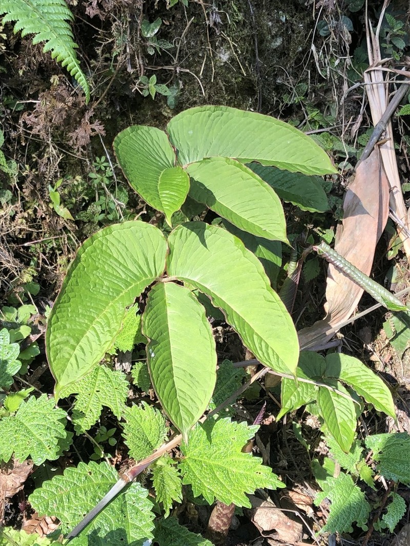 Arisaema galeatum