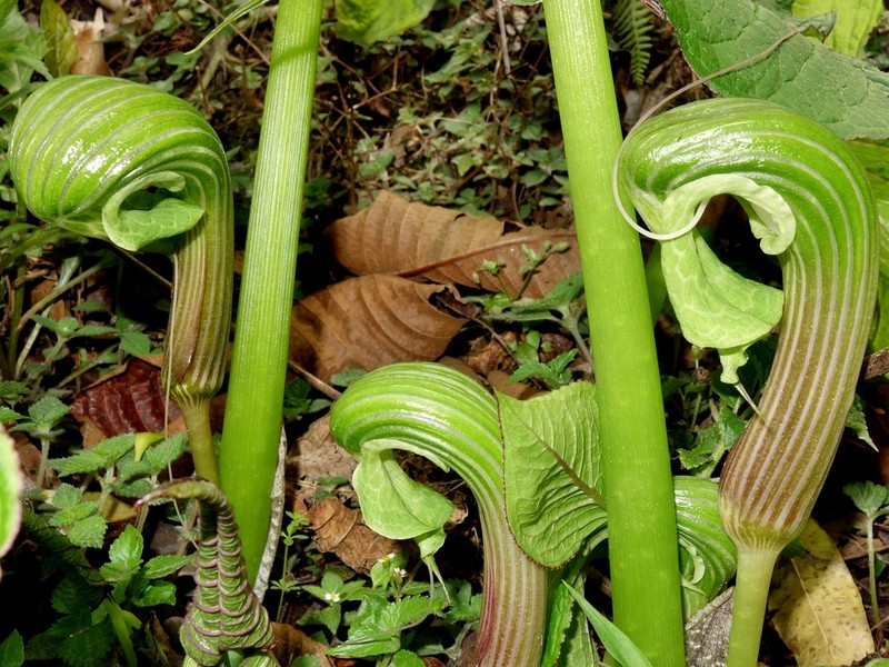 Arisaema galeatum photo 2