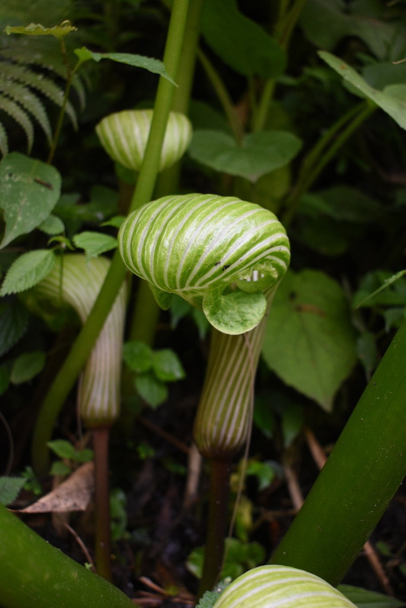 Arisaema galeatum photo 3