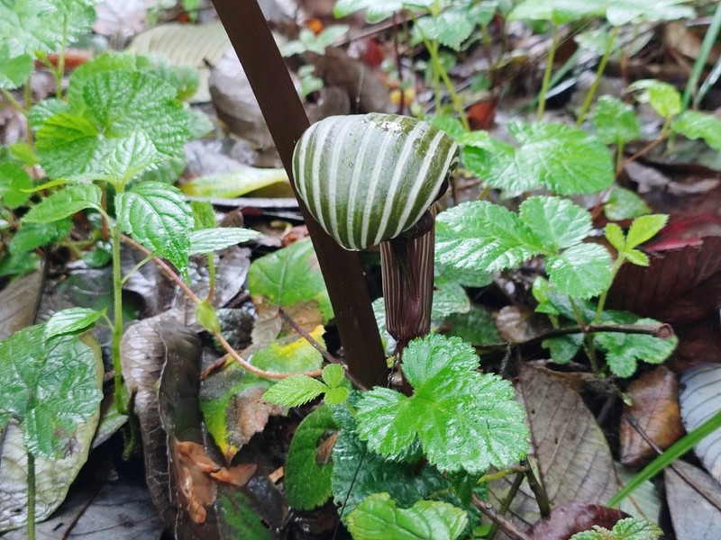 Arisaema galeatum photo 4