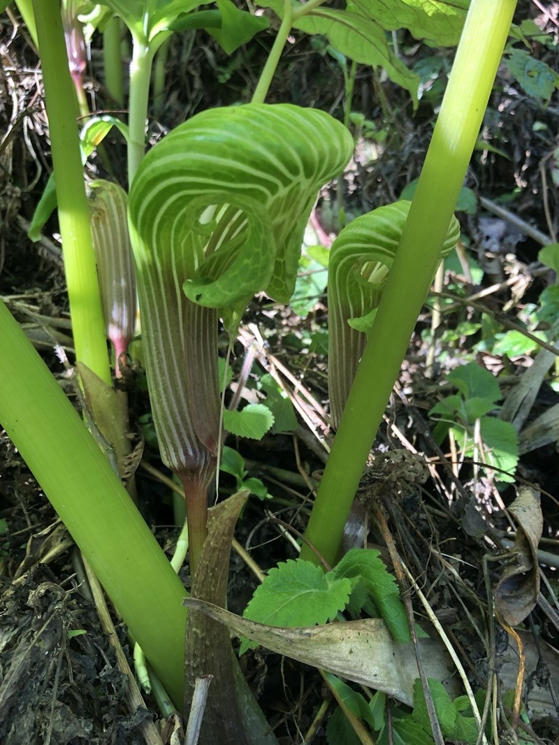 Arisaema galeatum photo 5