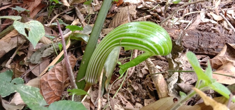 Arisaema galeatum photo 6